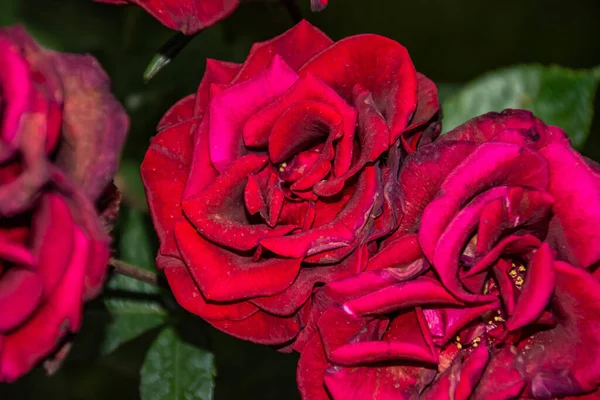 Κόκκινα Τριαντάφυλλα Στον Κήπο Όμορφα Λουλούδια Τριαντάφυλλο — Φωτογραφία Αρχείου