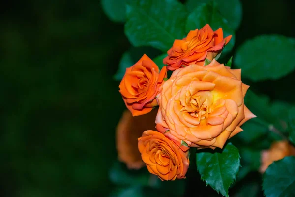 Πορτοκαλί Τριαντάφυλλα Στον Κήπο Όμορφα Λουλούδια Τριαντάφυλλο — Φωτογραφία Αρχείου