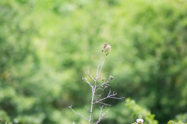 Küçük bir kuş bir dala oturur. Vahşi doğada güzel bir kuş