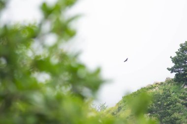 Gökyüzündeki kartal. Güzel doğa ve kartal