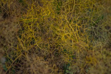 Tasarım için doku. Güzel dokuları olan inanılmaz bitkiler. Dekorasyon için desen