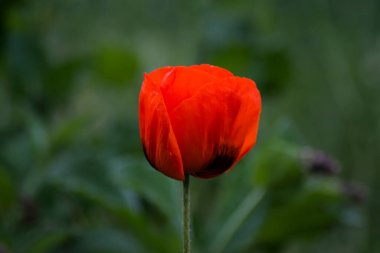 Kırmızı gelincikler. Doğadaki gelincikler. Güzel gelincik çiçekleri.