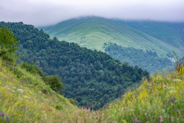 Ormanlar ve sıradağlar. Yeşil ormanlar ve tarlalar. Dağların tepeleri bulutlarla kaplı.