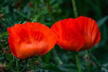 Kırmızı gelincikler. Doğadaki gelincikler. Güzel gelincik çiçekleri.