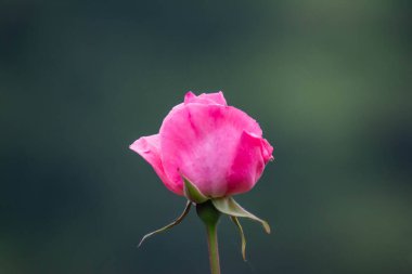 Kırmızı Gül. Bahçede yalnız bir gül. Güzel çiçek.