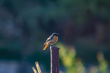Sıradan bir kızıl. Vahşi doğada güzel bir kızıl kuş. Güzel kuş.