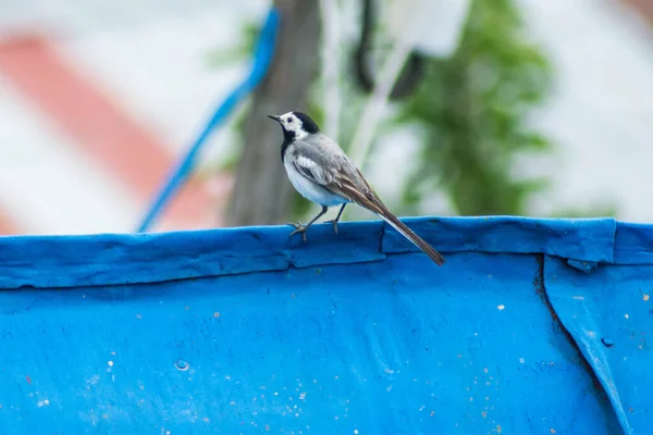 White Wagtail Bird White Wagtail Sits Roof — Stock fotografie