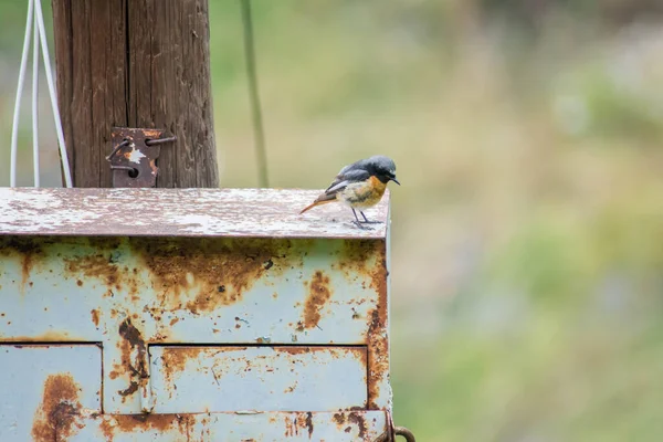 Common Redstart Beautiful Redstart Bird Wild Nice Bird — Photo