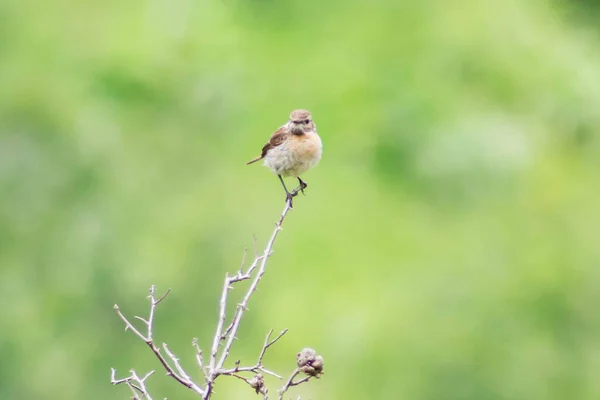 Small Bird Sits Branch Beautiful Bird Wild — Stock fotografie