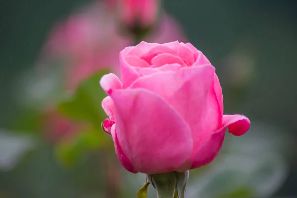 Red Rose Lonely Rose Garden Beautiful Flower — Stockfoto