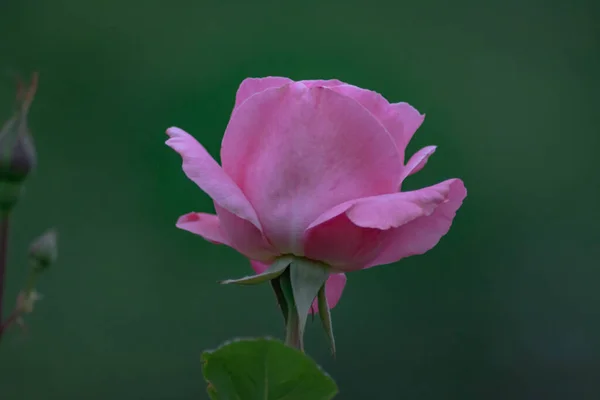 Kırmızı Gül Bahçede Yalnız Bir Gül Güzel Çiçek — Stok fotoğraf