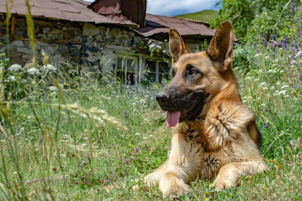 Alman Kurdu Bir Alman Çoban Köpeği Portresi Güzel Köpek — Stok fotoğraf