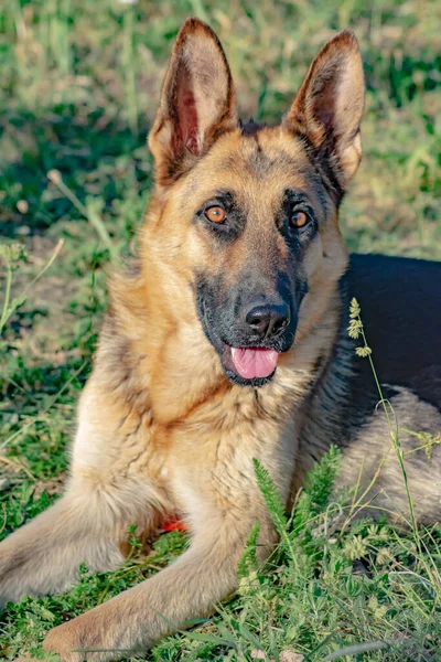 German Shepherd Portrait German Shepherd Pretty Dog — Stock Fotó