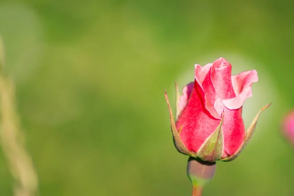 Red Rose Lonely Rose Garden Beautiful Flower — Stockfoto