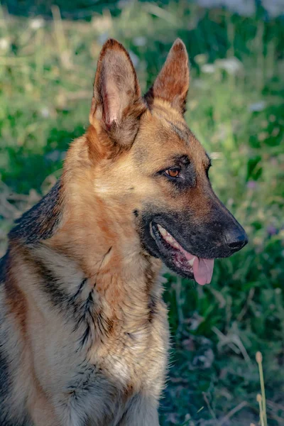 German Shepherd Portrait German Shepherd Pretty Dog — Stock fotografie