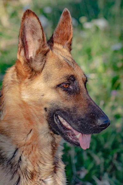 German Shepherd Portrait German Shepherd Pretty Dog — 스톡 사진