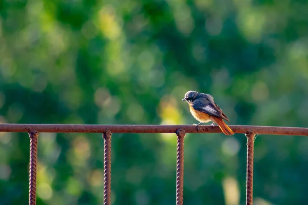 Common Redstart Beautiful Redstart Bird Wild Nice Bird — стоковое фото