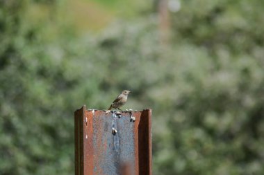 Kuş bir borunun üzerine oturur. Vahşi doğada güzel bir kuş