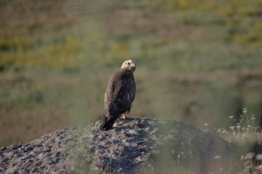 Akbaba bir taşın üzerinde oturur. Vahşi doğadaki şahin kuşu