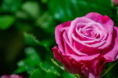 Kırmızı Gül. Bahçede yalnız bir gül. Güzel çiçek.