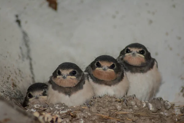 Swallow Cubs Nest Little Four Swallows Sit Nest Look — Stockfoto