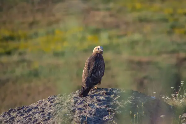 Eagle Wild Beautiful Eagle Sits Stone — Stock Fotó