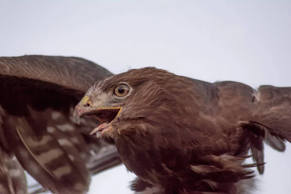 Eagle Wild Eagle Portrait Eagle Head Beautiful Bird Buteoninae — 스톡 사진