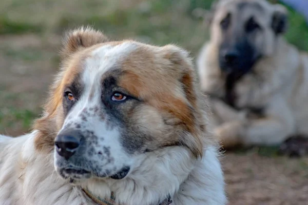 Big Dog Beautiful Dogs Nature — Φωτογραφία Αρχείου