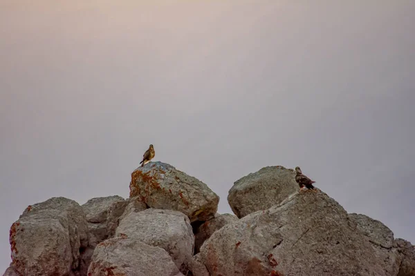 Birds Sitting Rocks Big Stones Wild Birds Them — Stockfoto