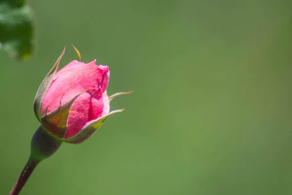 Red Rose Lonely Rose Garden Beautiful Flower — Stockfoto