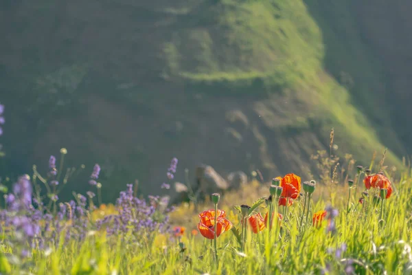 Flowers Wild Beautiful Flowers Mountains Imagens De Bancos De Imagens Sem Royalties