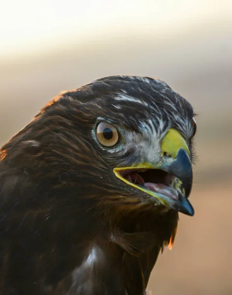 Eagle Its Big Beak Eagle Head Eagle Nature — Stock Fotó