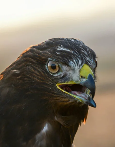 Adelaar Zijn Grote Bek Adelaarskop Adelaar Natuur — Stockfoto