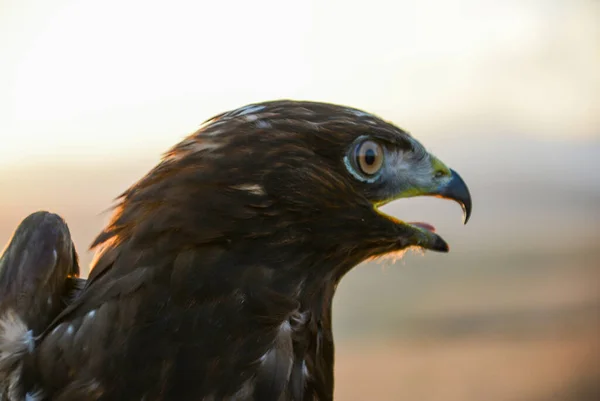 Eagle Its Big Beak Eagle Head Eagle Nature — Stockfoto