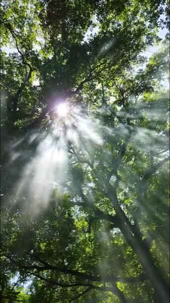 Summer Sun Tree Fog Fog Pass Trees Dense Forest Tall — Stock videók