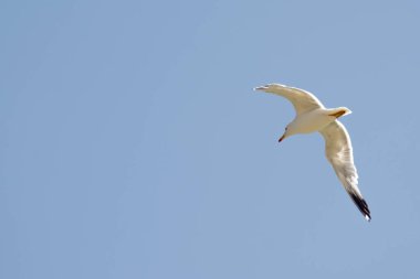 Flying big seagull. White seagull flies in the sky. Seagull wings