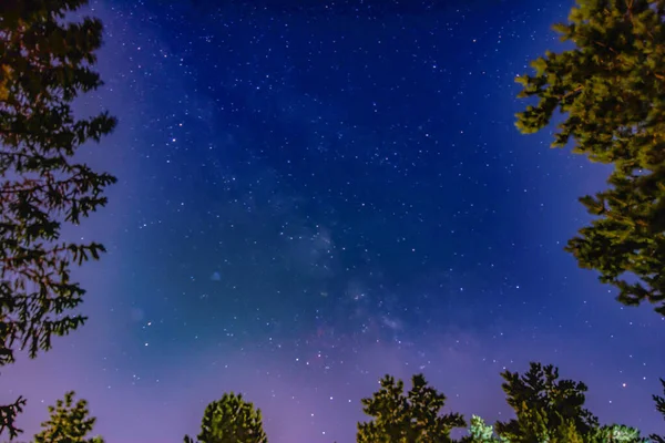 Bright sky with shining stars. Tall trees and night sky with bright stars. Milky way
