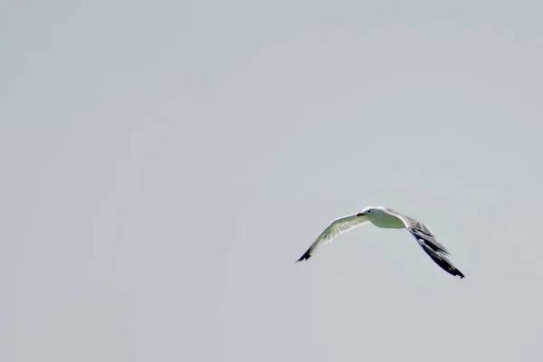 Flying Big Seagull White Seagull Flies Sky Seagull Wings — Stock Photo, Image