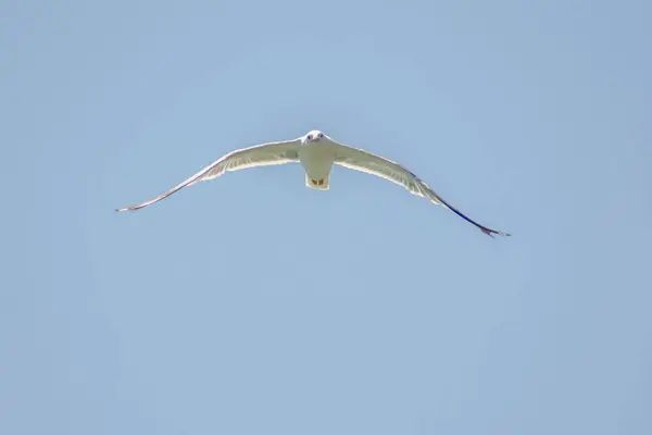 Flying Big Seagull White Seagull Flies Sky Seagull Wings — Fotografia de Stock