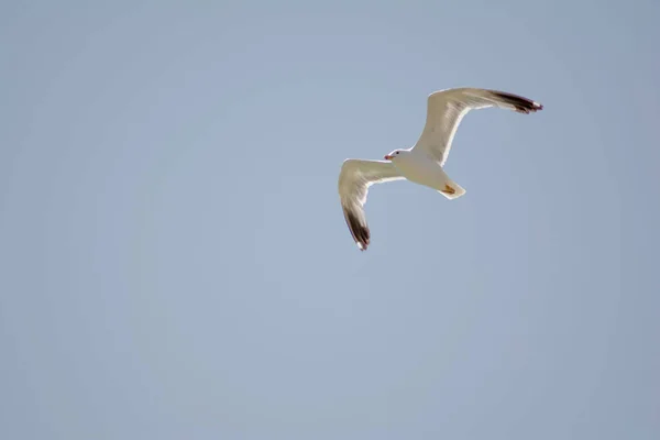 Flying Big Seagull White Seagull Flies Sky Seagull Wings — Stock Fotó