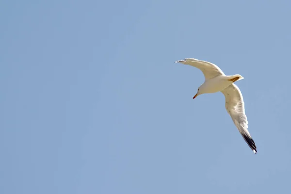 Flying Big Seagull White Seagull Flies Sky Seagull Wings — Fotografia de Stock