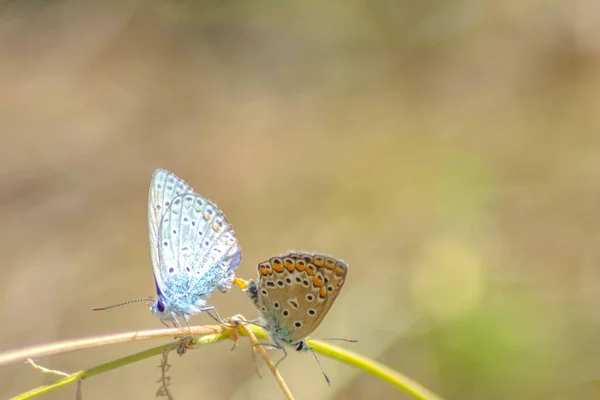 Two Butterflies Grass Butterfly Mating Beautiful Colorful Butterflies Nature — Photo