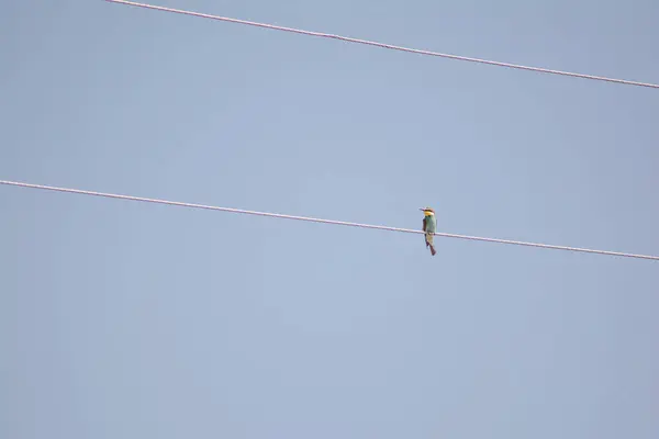 European Bee Eater Sits Rope Bee Eater Bird Different Colors — Stok fotoğraf