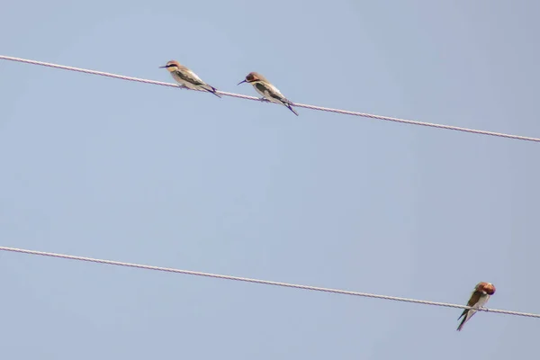 European Bee Eater Sits Rope Bee Eater Bird Different Colors — 스톡 사진