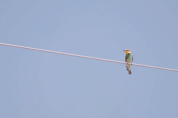 European Bee Eater Sits Rope Bee Eater Bird Different Colors — Stok fotoğraf