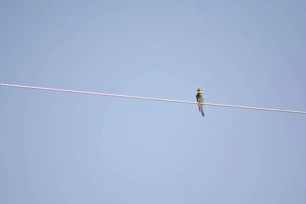 European Bee Eater Sits Rope Bee Eater Bird Different Colors — Stok fotoğraf