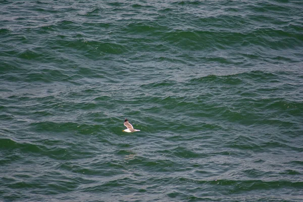 Seagull Flying Waters Sea Looking Food Flying White Seagull Waves — Stockfoto