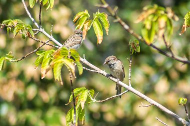 Sparrows on a tree. Two sparrows are sitting on a tree