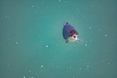 Fish in the lake. Fish with open mouth