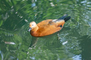 Ruddy shelduck floats in the river. Orange duck in nature
